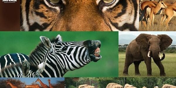 planete sauvage port saint pere