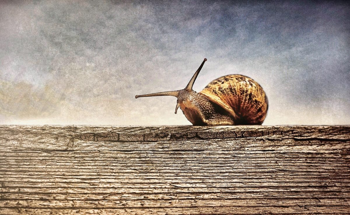 escargot escargot lumas